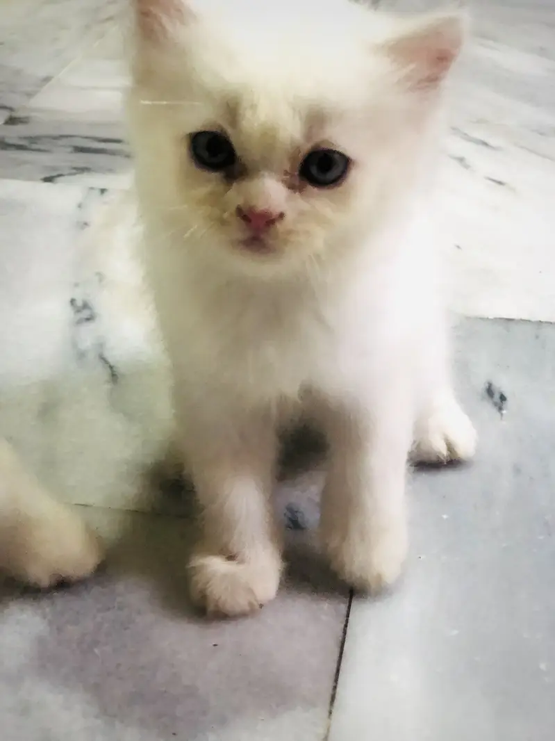 Male name:(Milo) Female name:(Minni) — photo 3