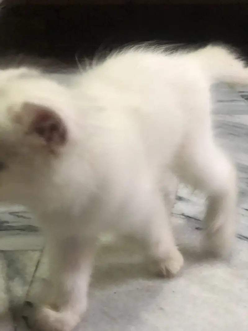 Male name:(Milo) Female name:(Minni) — photo 4