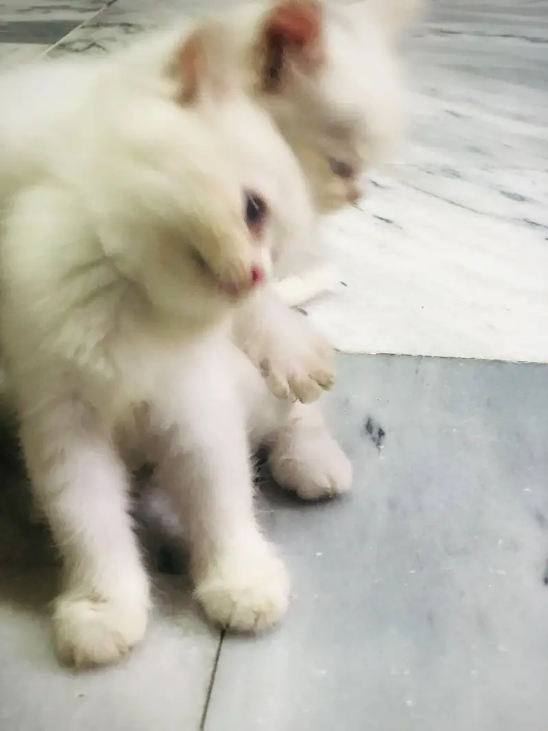 Male name:(Milo) Female name:(Minni) — photo 5