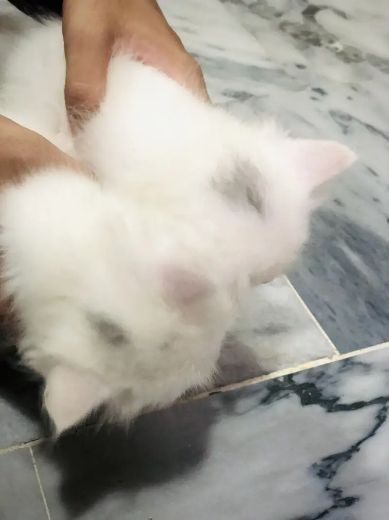 Male name:(Milo) Female name:(Minni) — photo 6