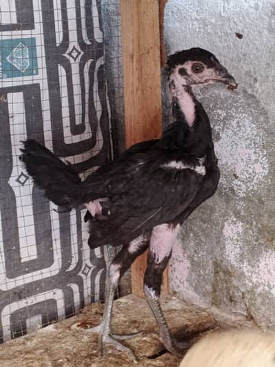 Asil chicken