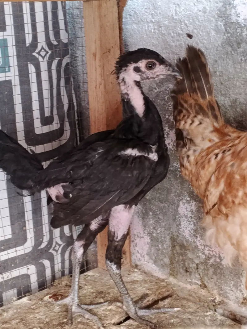 Asil chicken — photo 2