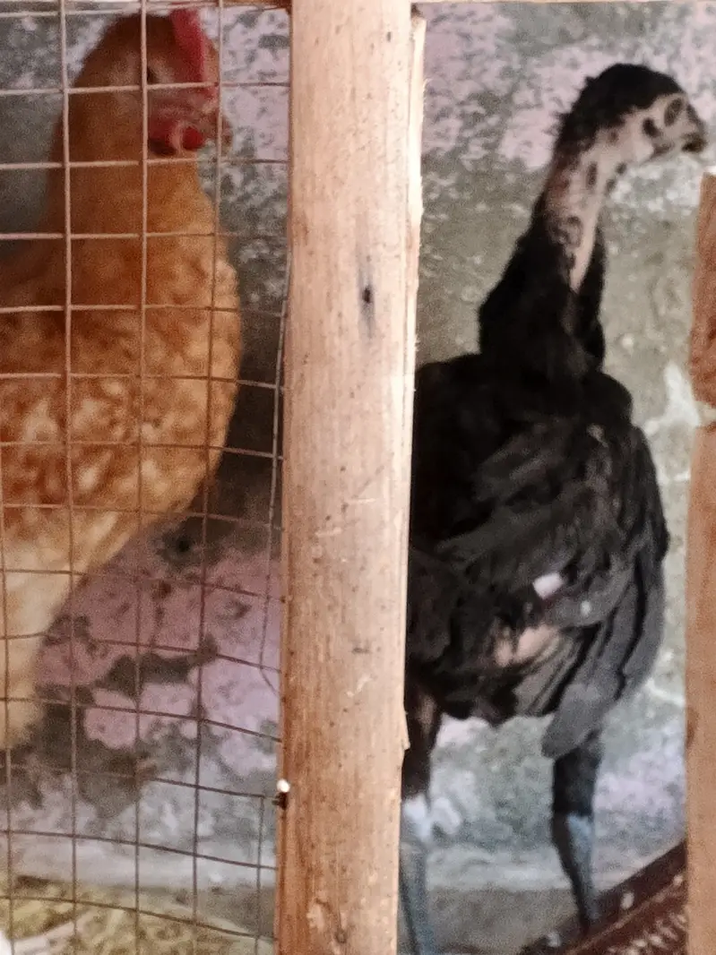 Asil chicken — photo 3
