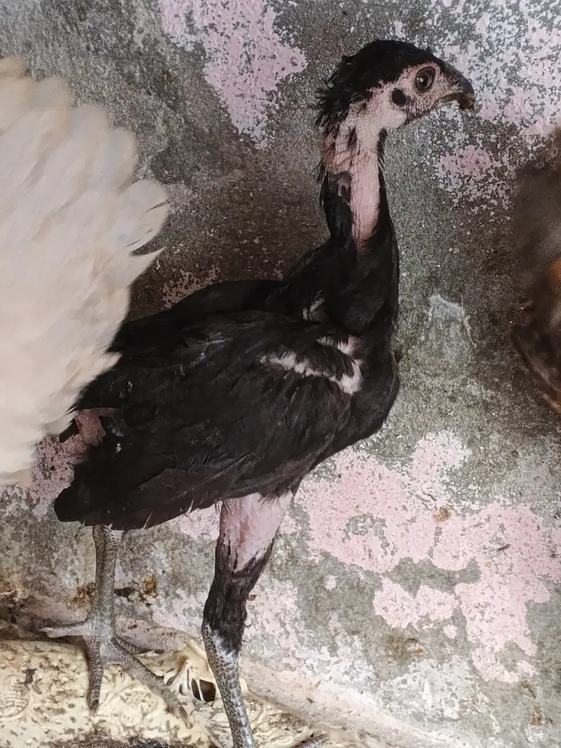 Asil chicken — photo 5