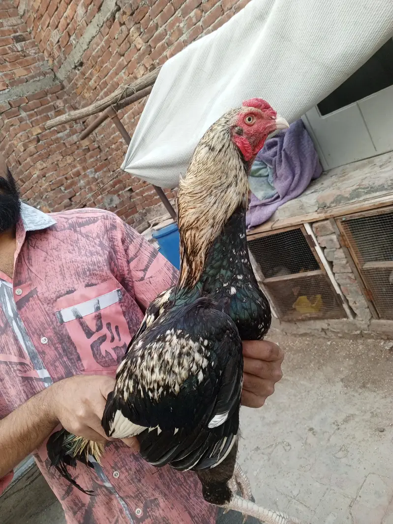aseel gaming and breeding male — photo 4