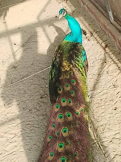 Peacocks pair available for sell
