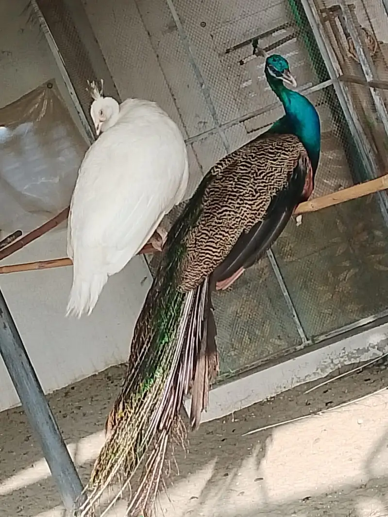 Peacocks pair available for sell — photo 2