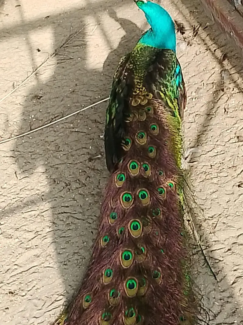 Peacocks pair available for sell — photo 3