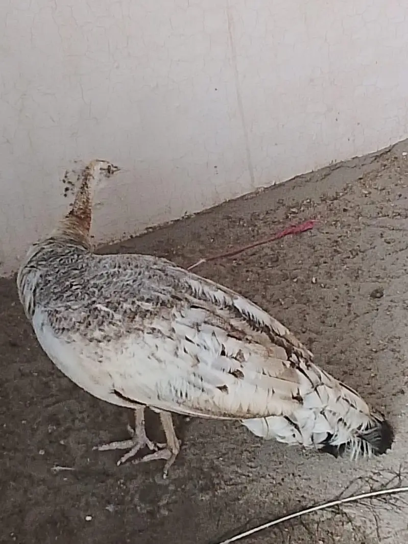 Peacocks pair available for sell — photo 4