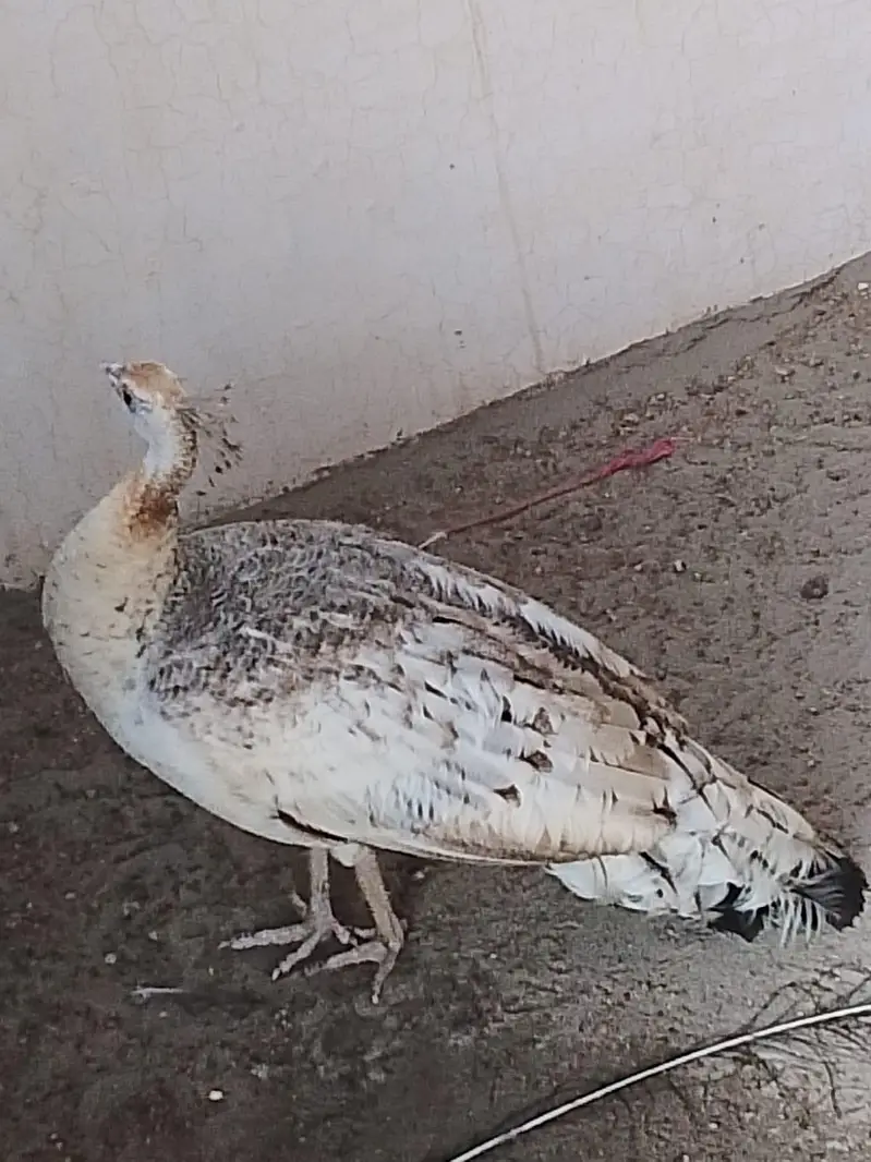 Peacocks pair available for sell — photo 5