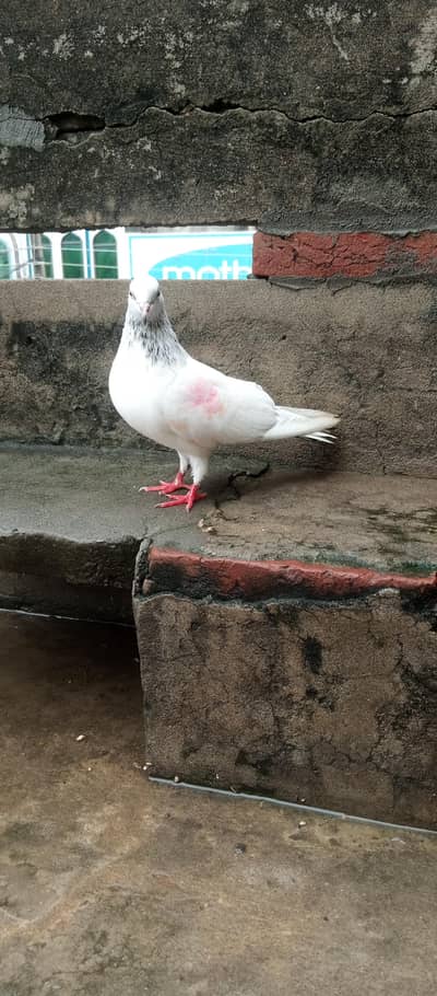 kabutar breeder joda for sale