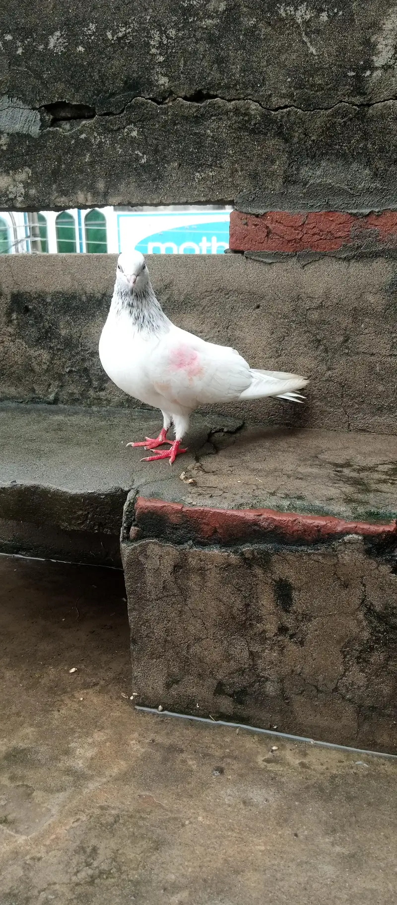 kabutar breeder joda for sale