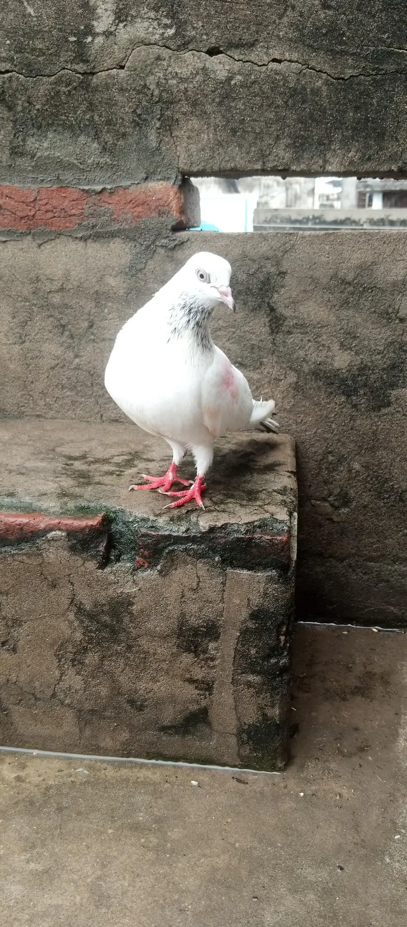 kabutar breeder joda for sale — photo 2
