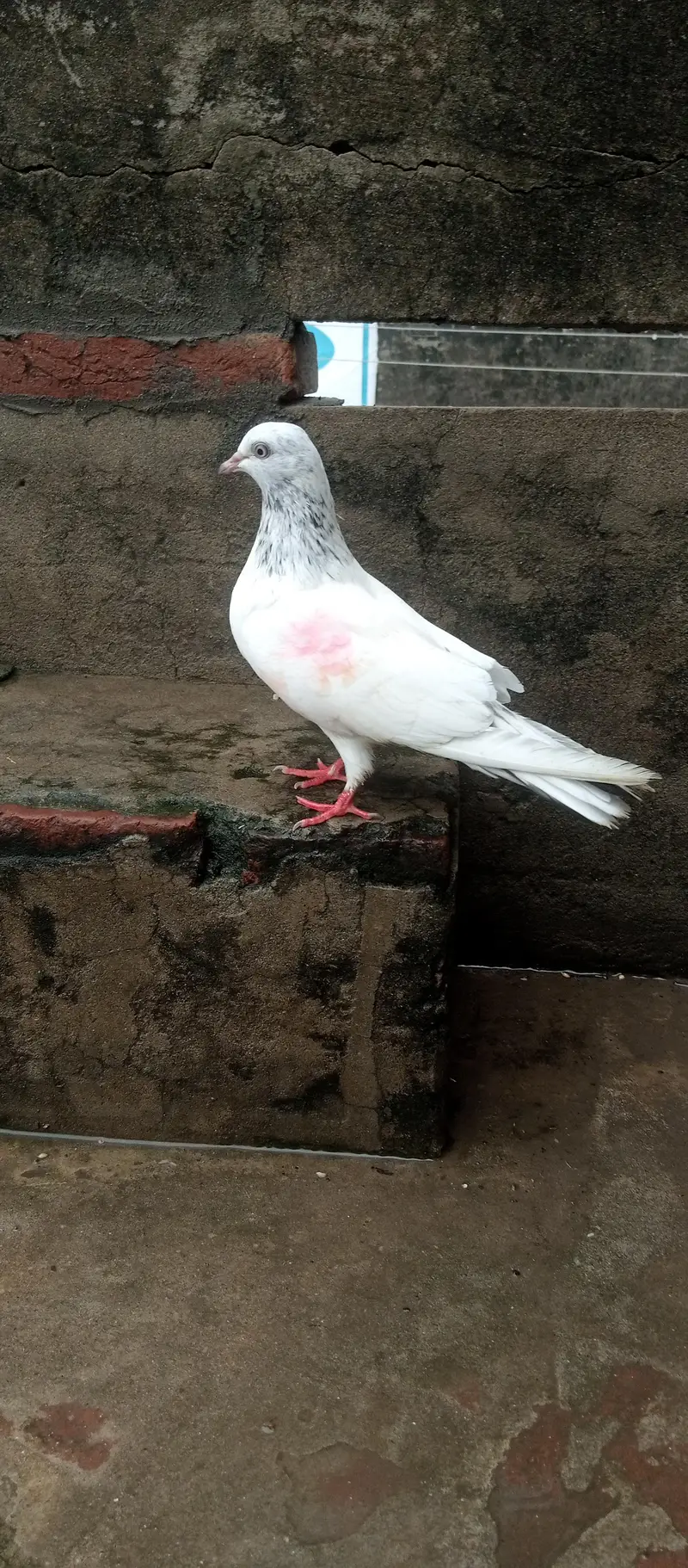 kabutar breeder joda for sale — photo 3