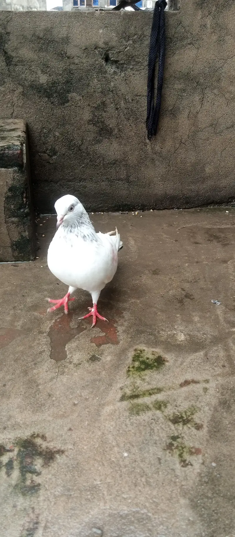 kabutar breeder joda for sale — photo 5