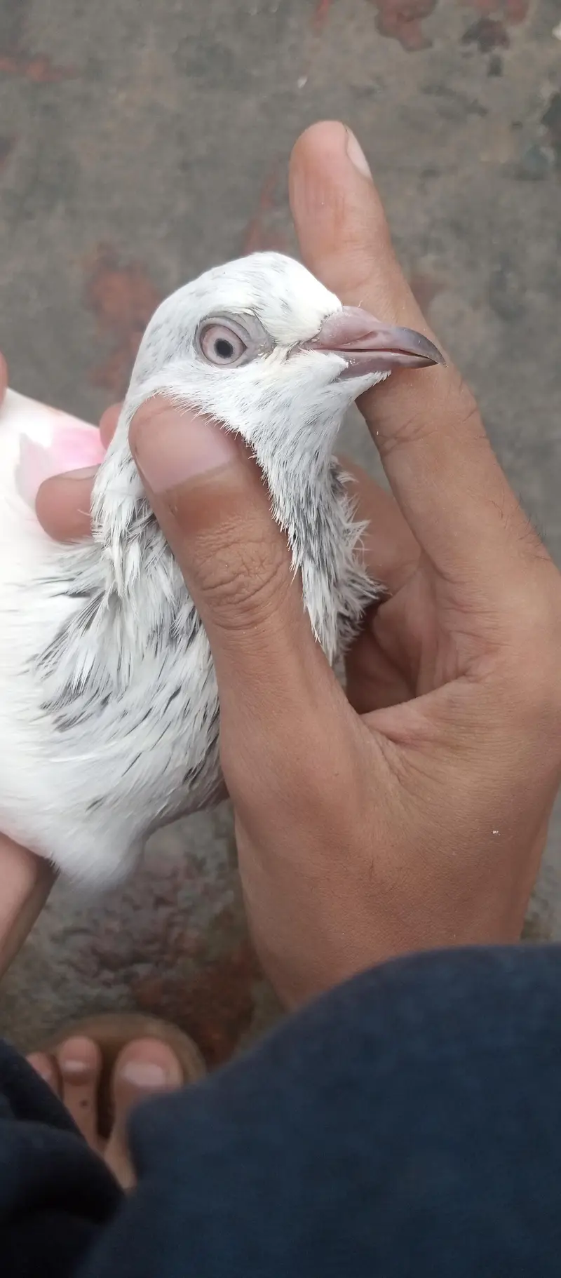 kabutar breeder joda for sale — photo 7