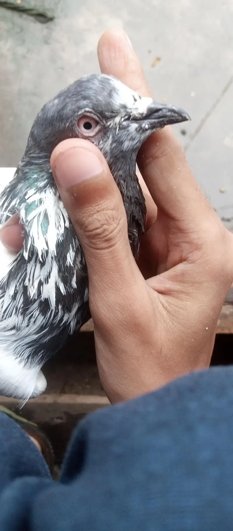 kabutar breeder joda for sale — photo 8
