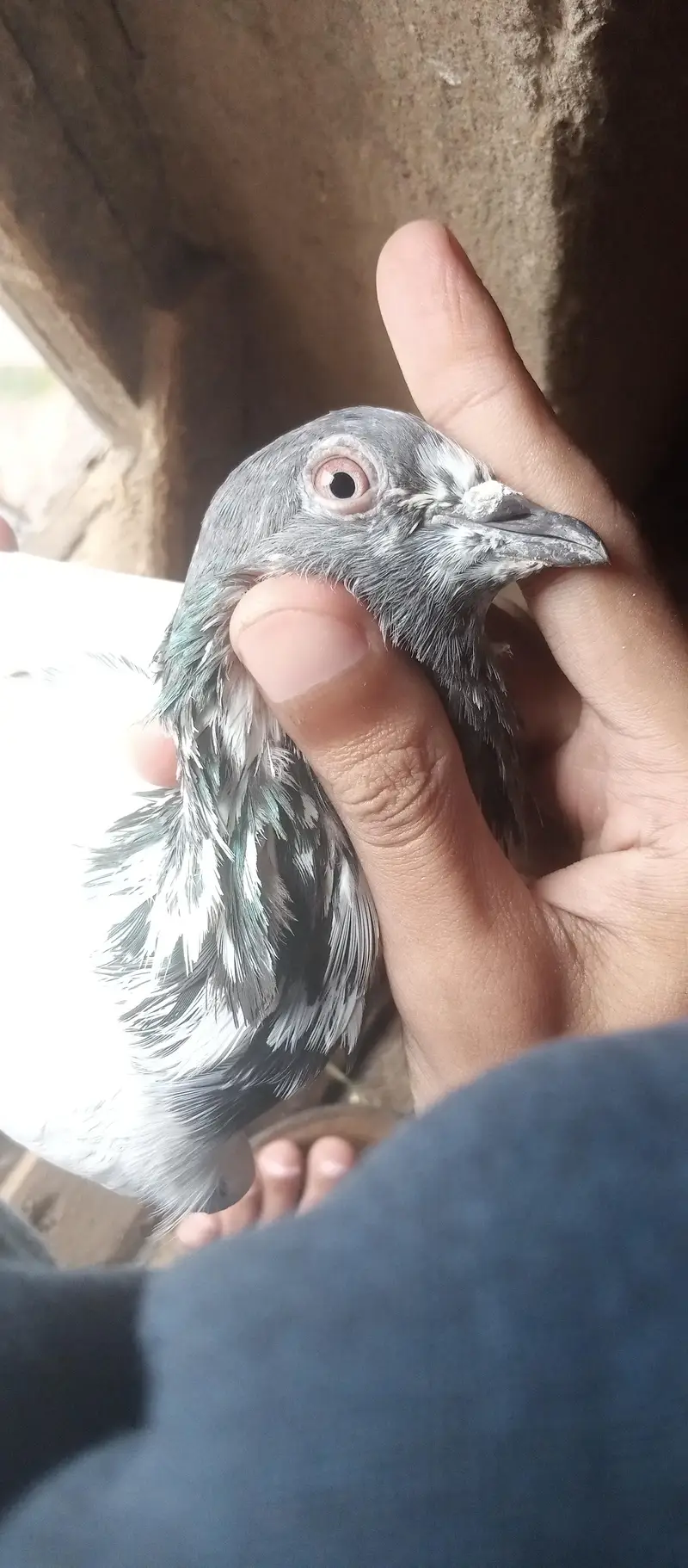 kabutar breeder joda for sale — photo 9