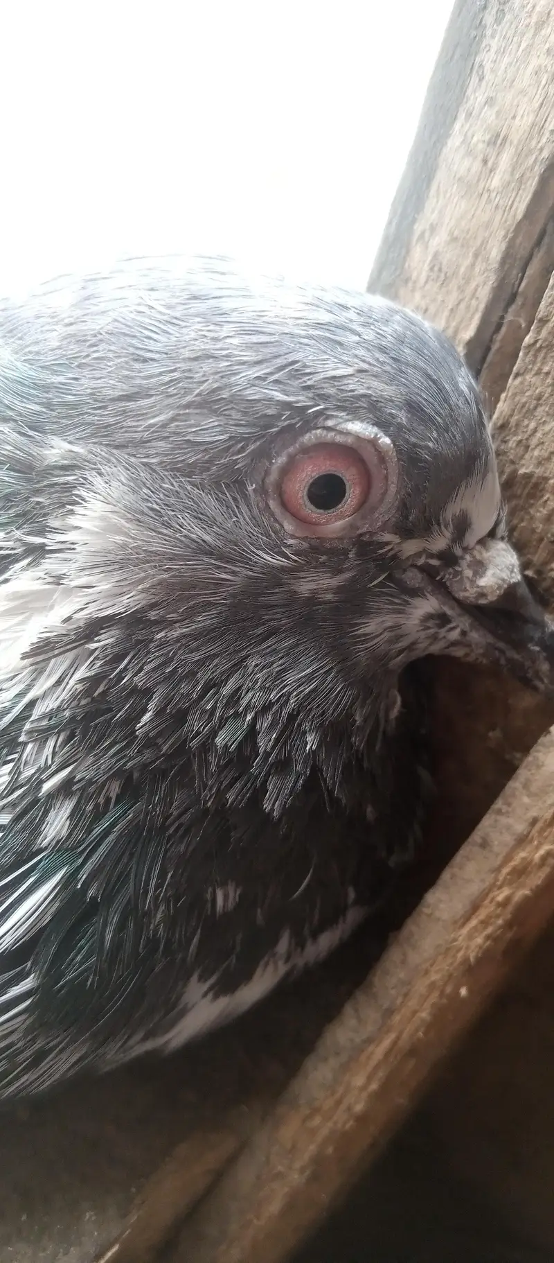 kabutar breeder joda for sale — photo 11