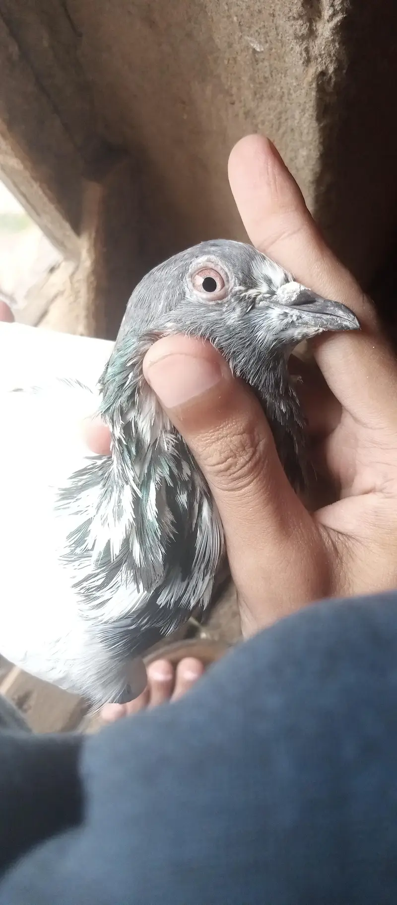 kabutar breeder joda for sale — photo 12