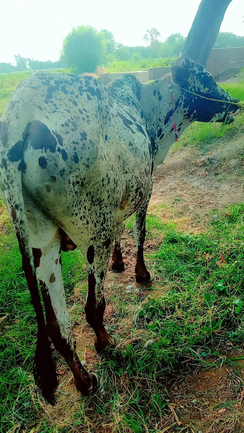 Bull  1
