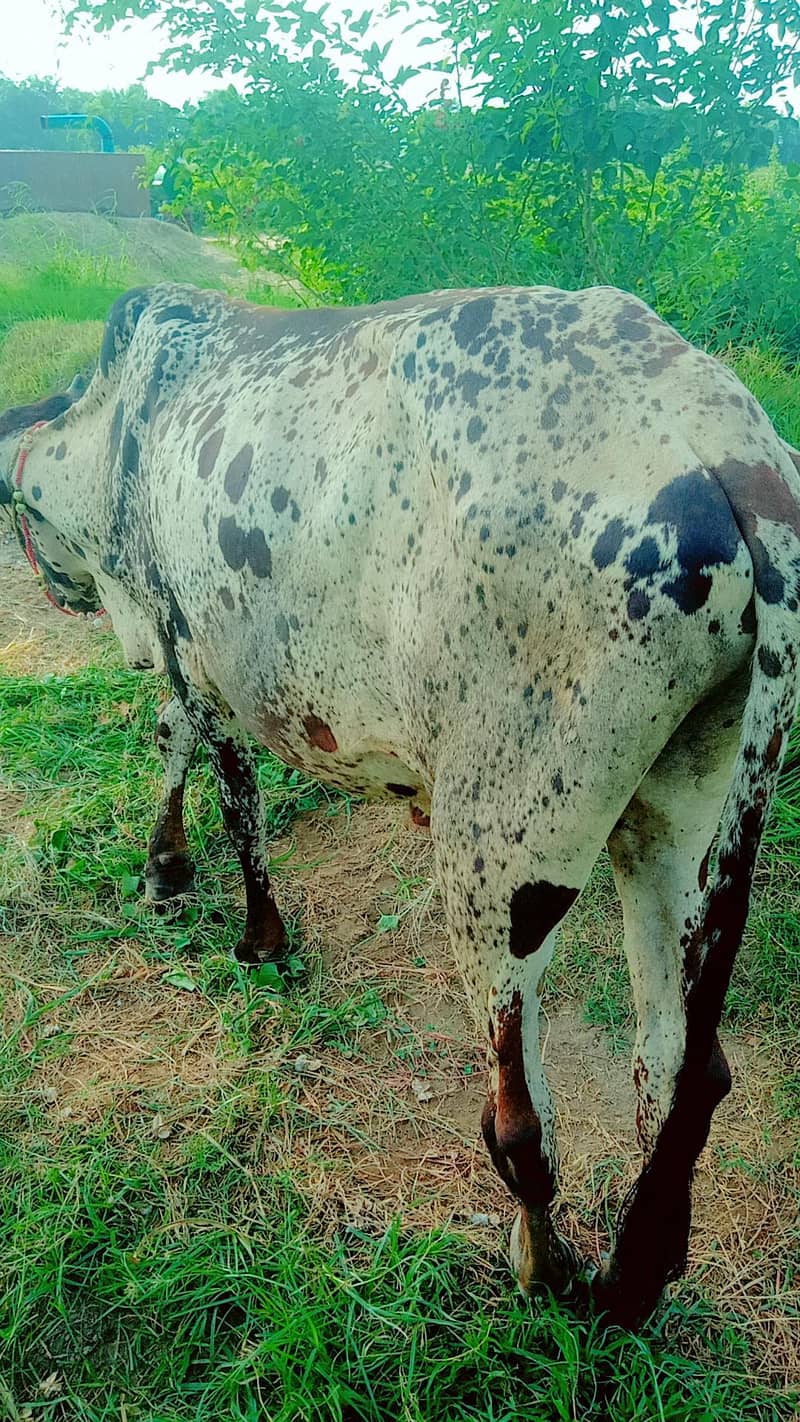Bull  2