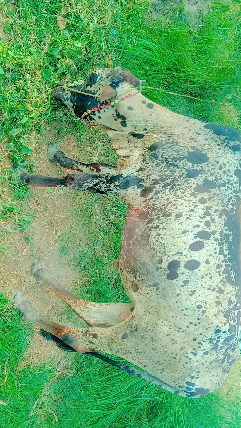 Bull  — photo 4