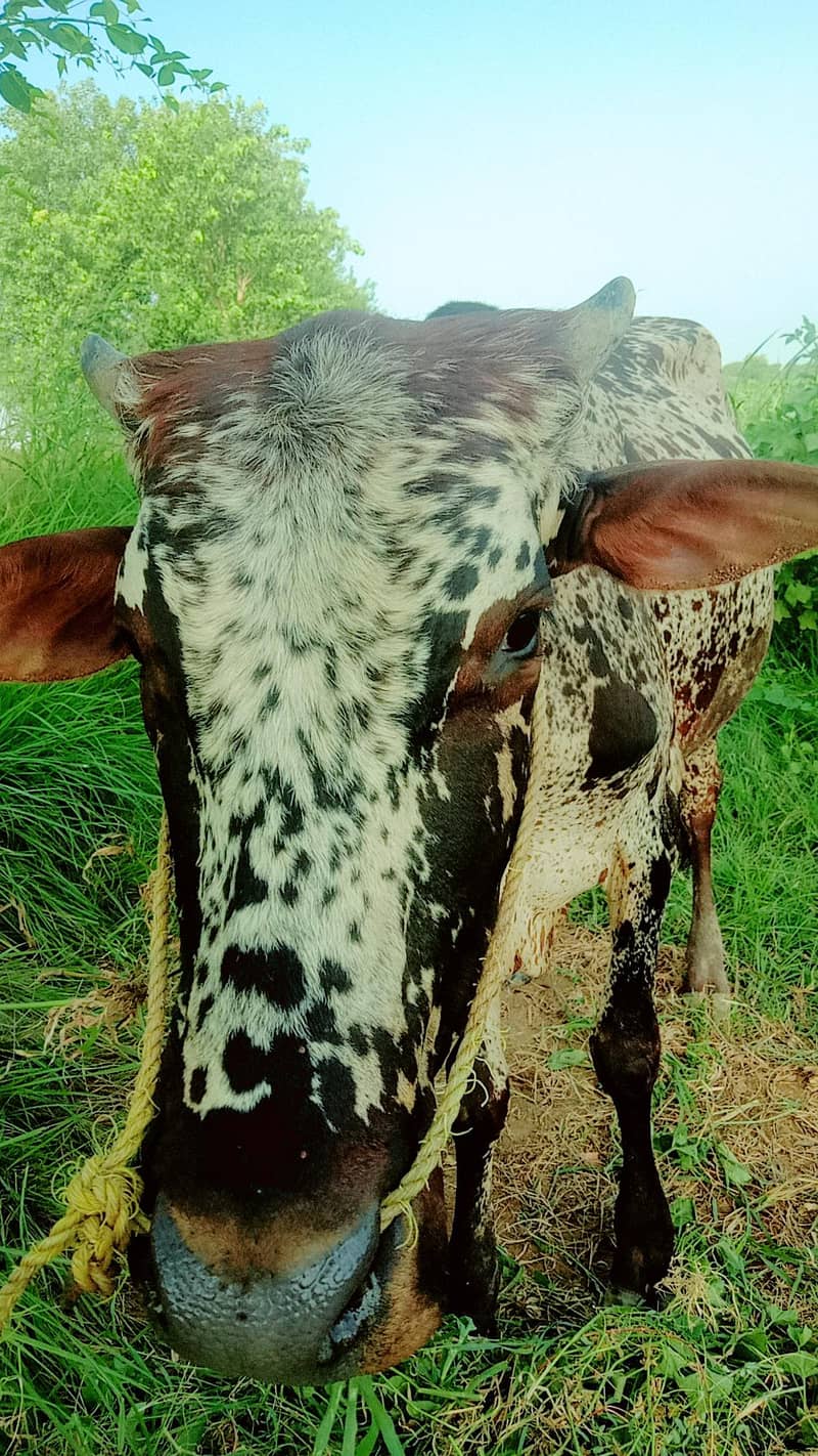 Bull  4
