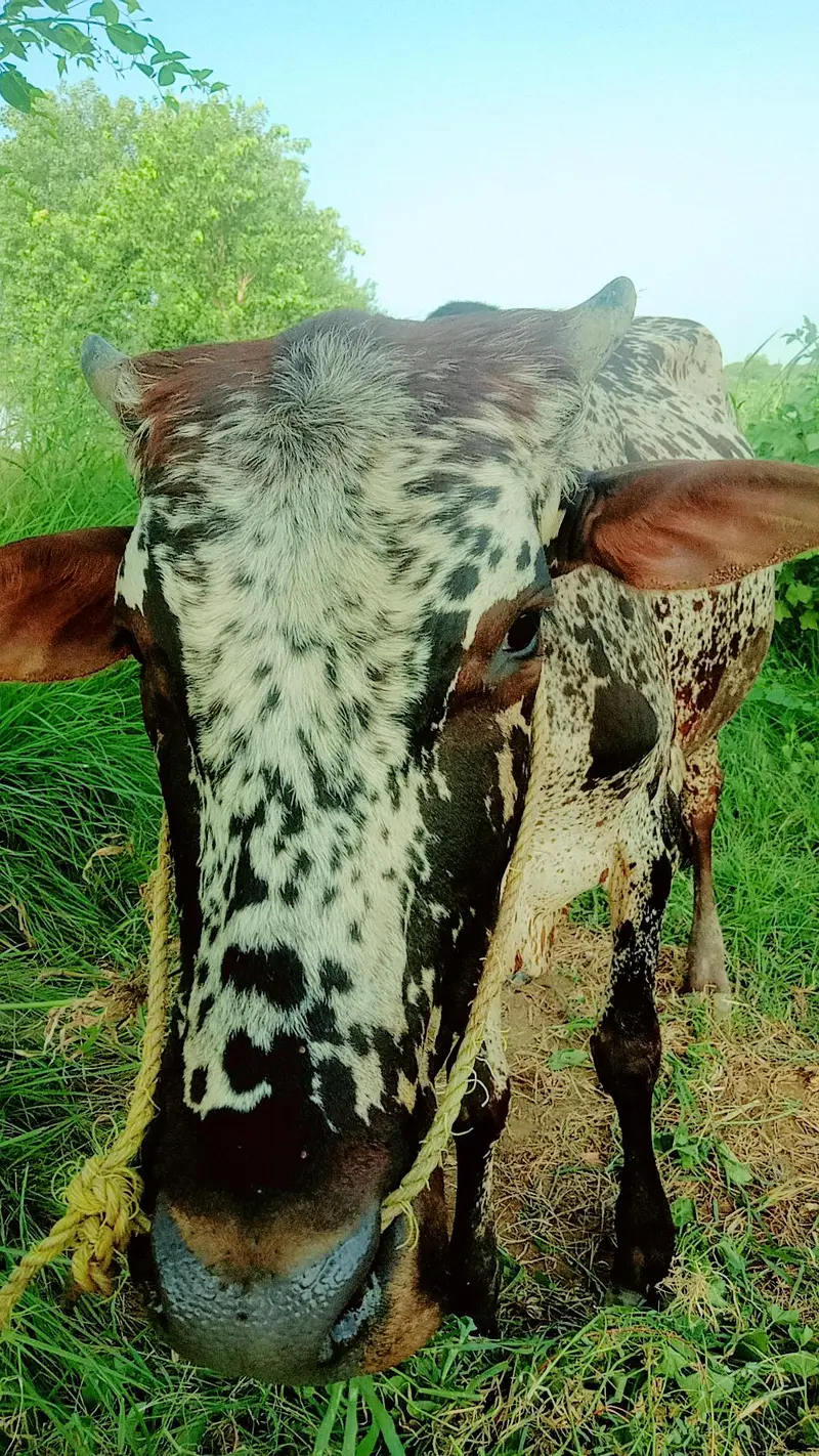 Bull  — photo 5