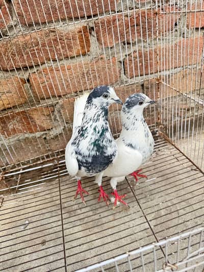 35 wala breeder pair
