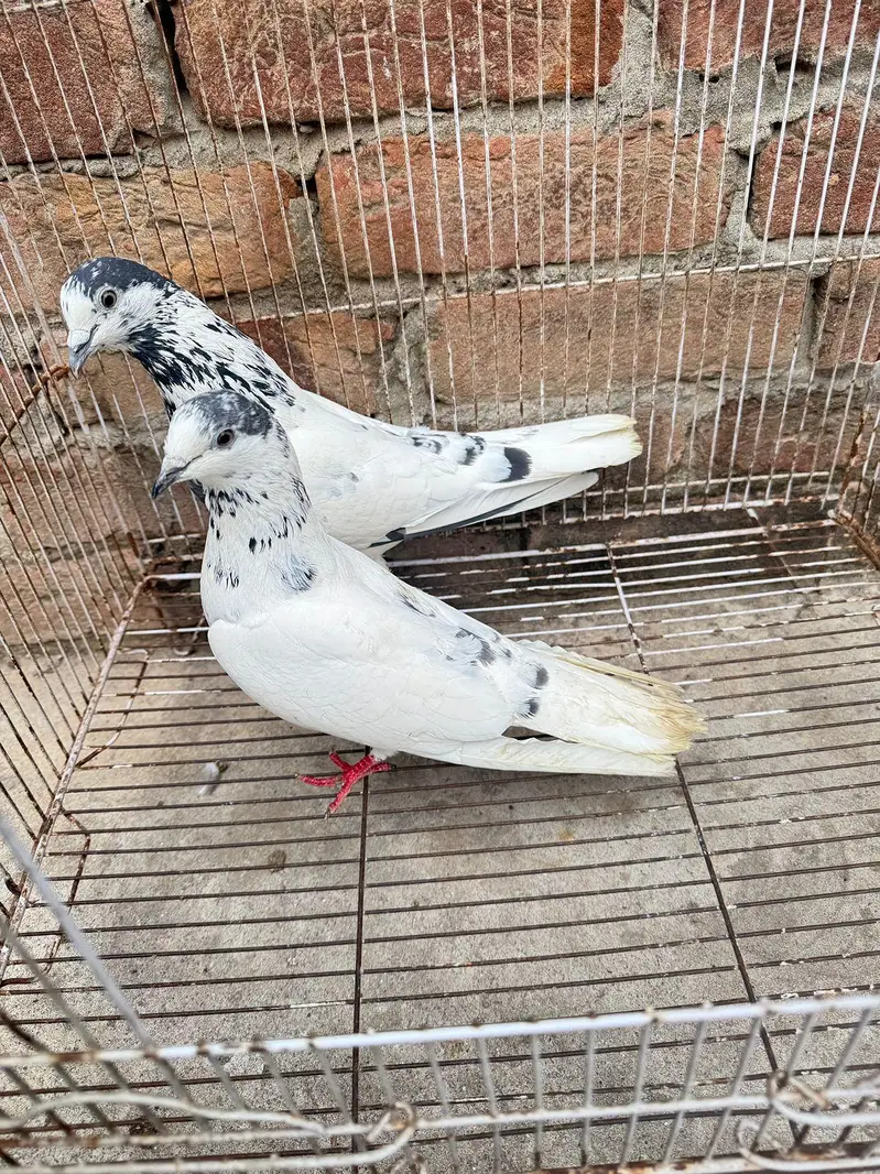 35 wala breeder pair — photo 2