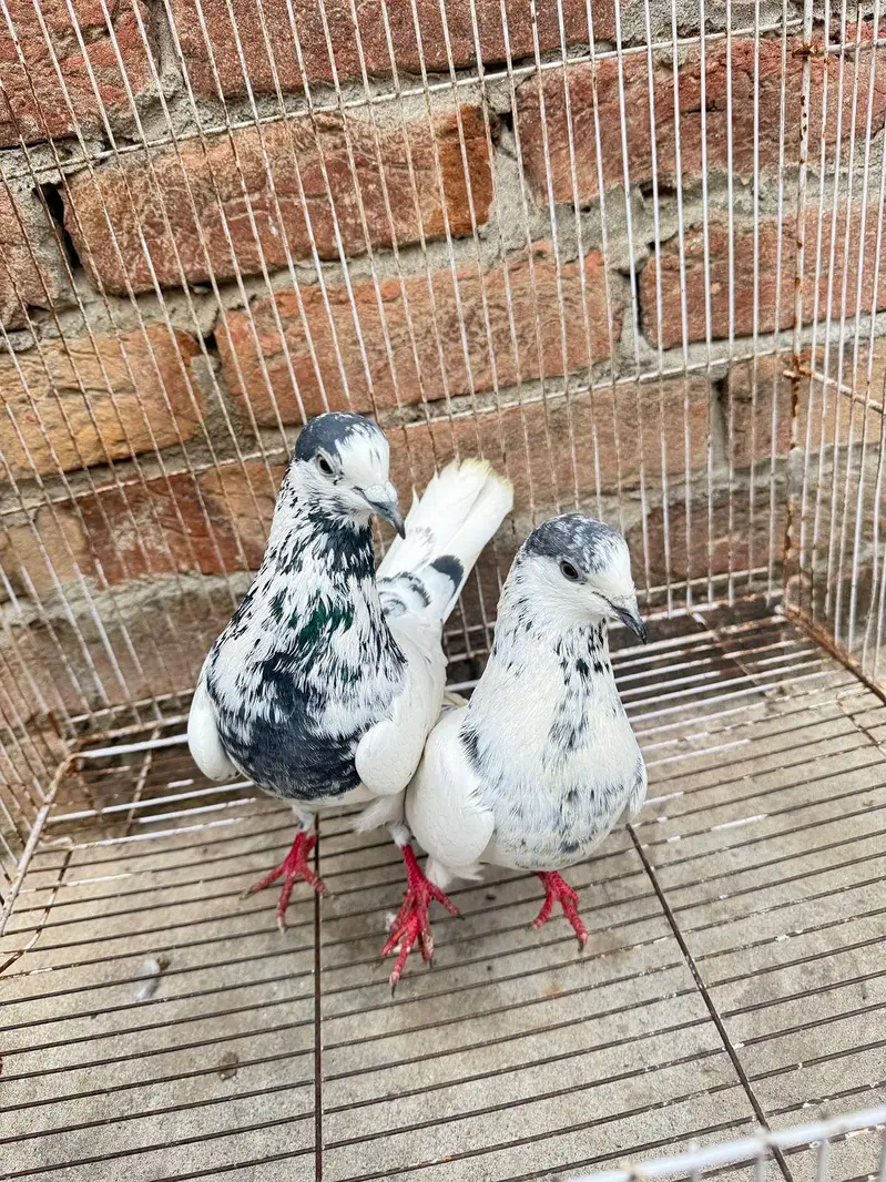 35 wala breeder pair — photo 3