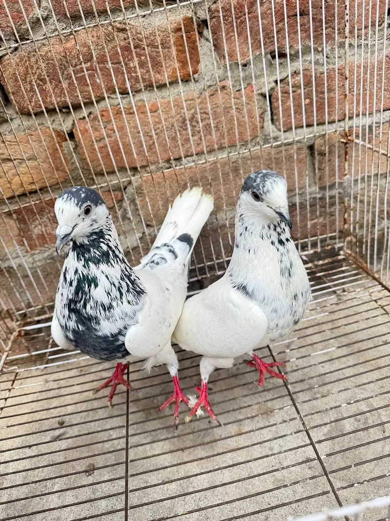 35 wala breeder pair — photo 4