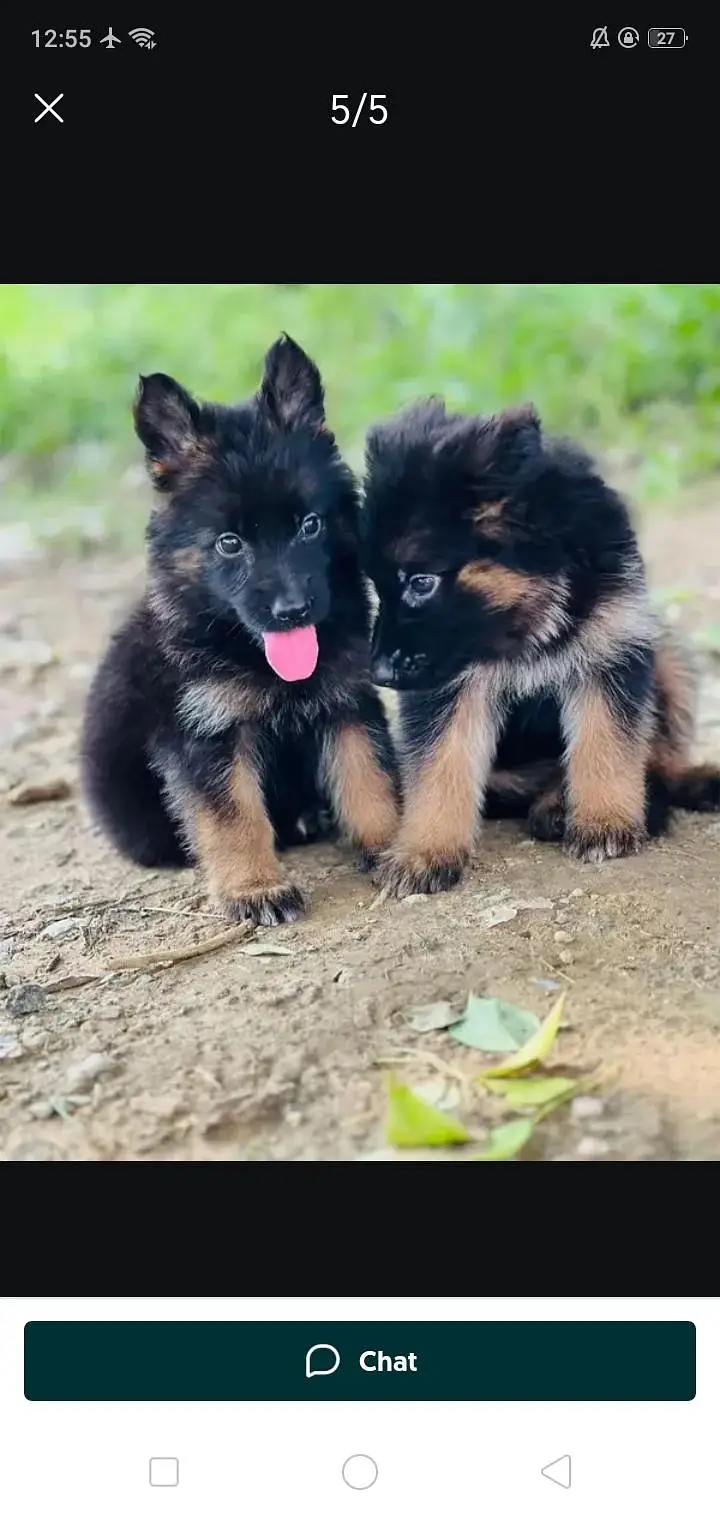 German Shepherd Puppy | Long Coat | Male. Female — photo 2