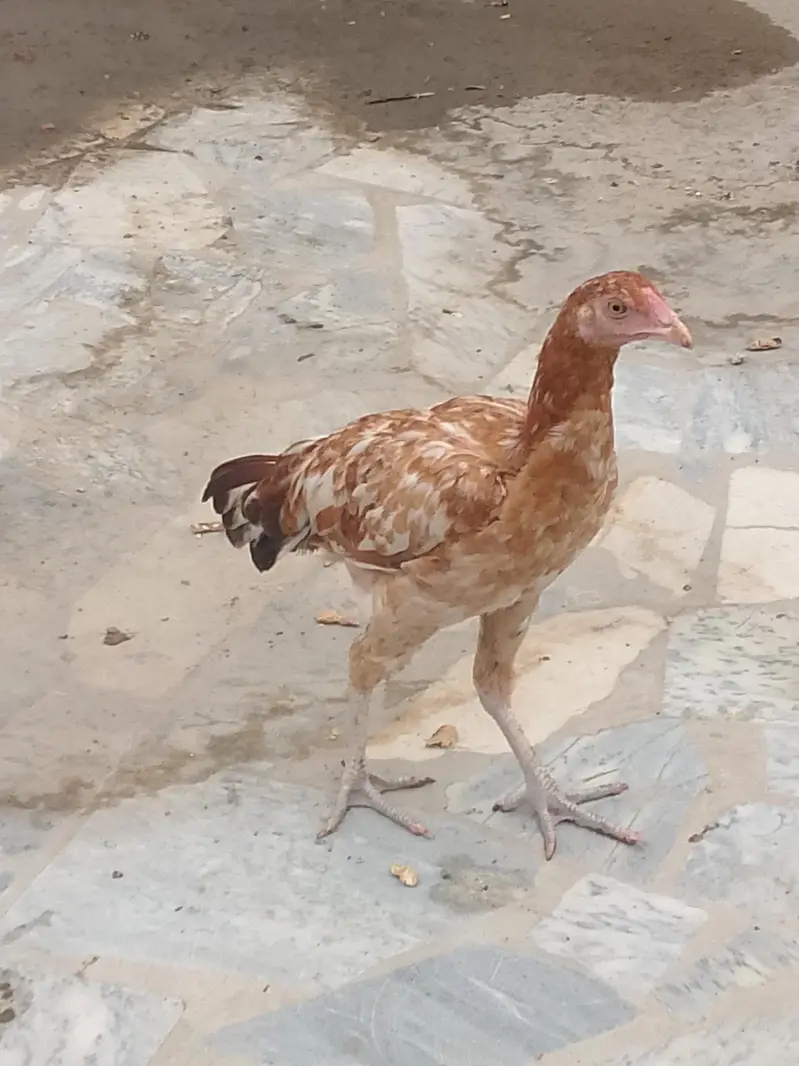 aseel mroha Whatsapp number 03119659860 — photo 2