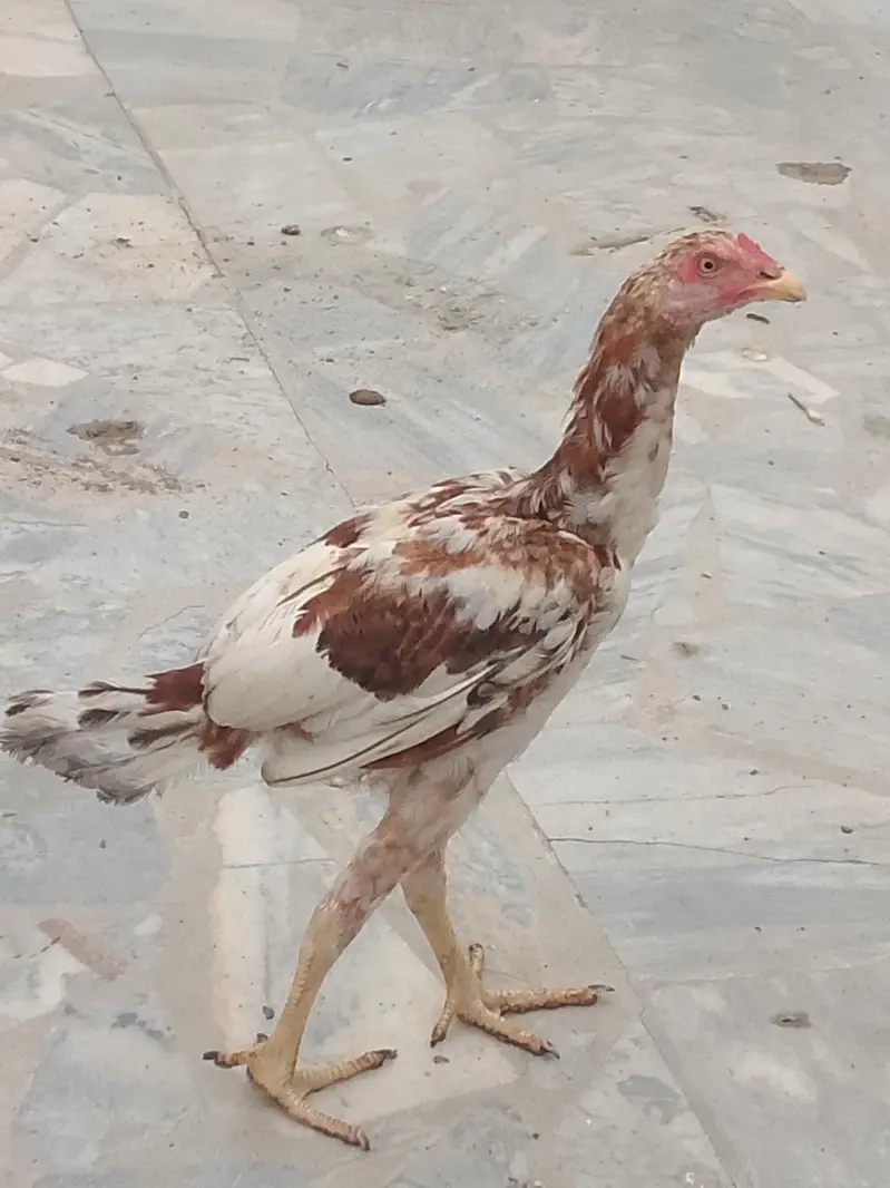aseel mroha Whatsapp number 03119659860 — photo 3