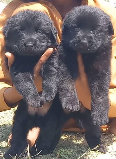 German Shepherd 2 month for sale