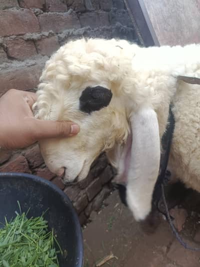 کجلا چترا
