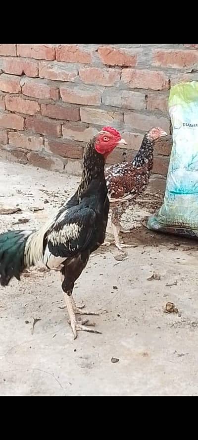 ASEEL one male two females