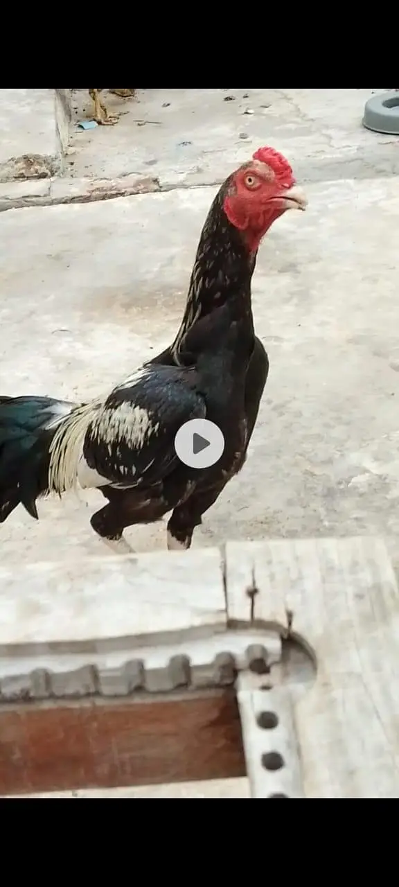 ASEEL one male two females — photo 2