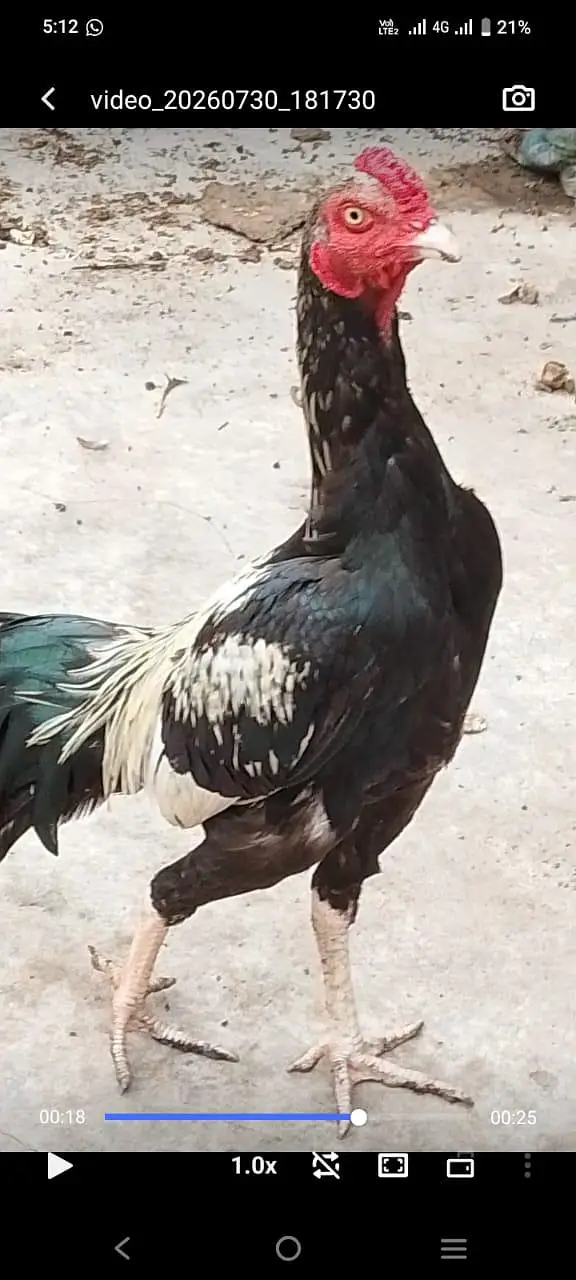 ASEEL one male two females — photo 4