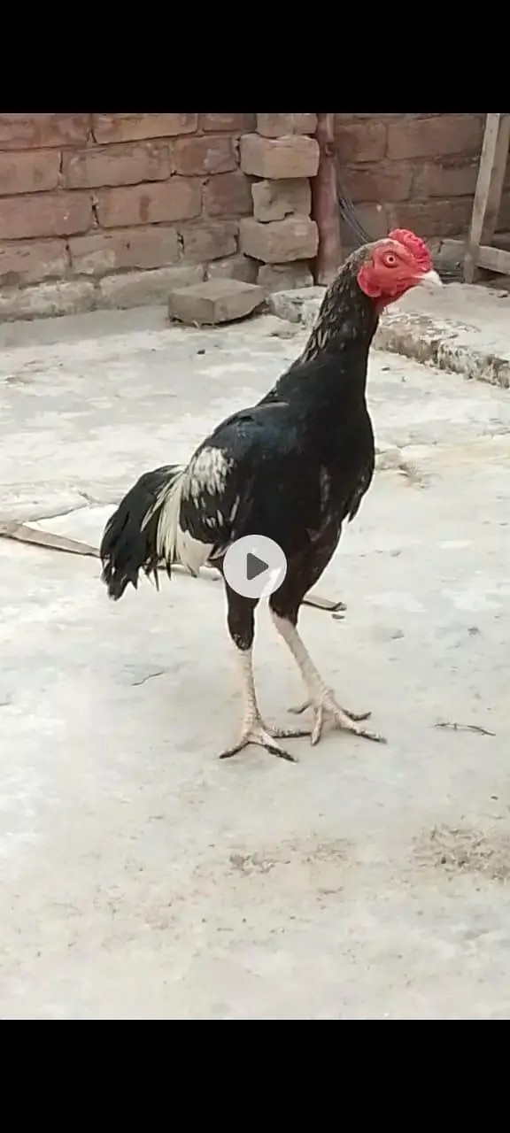 ASEEL one male two females — photo 6