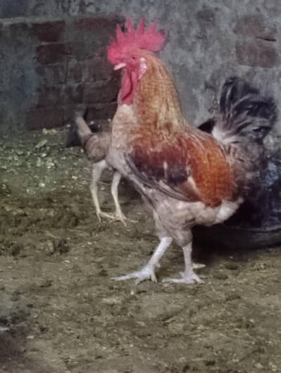murga for sale contact no(03704704328)