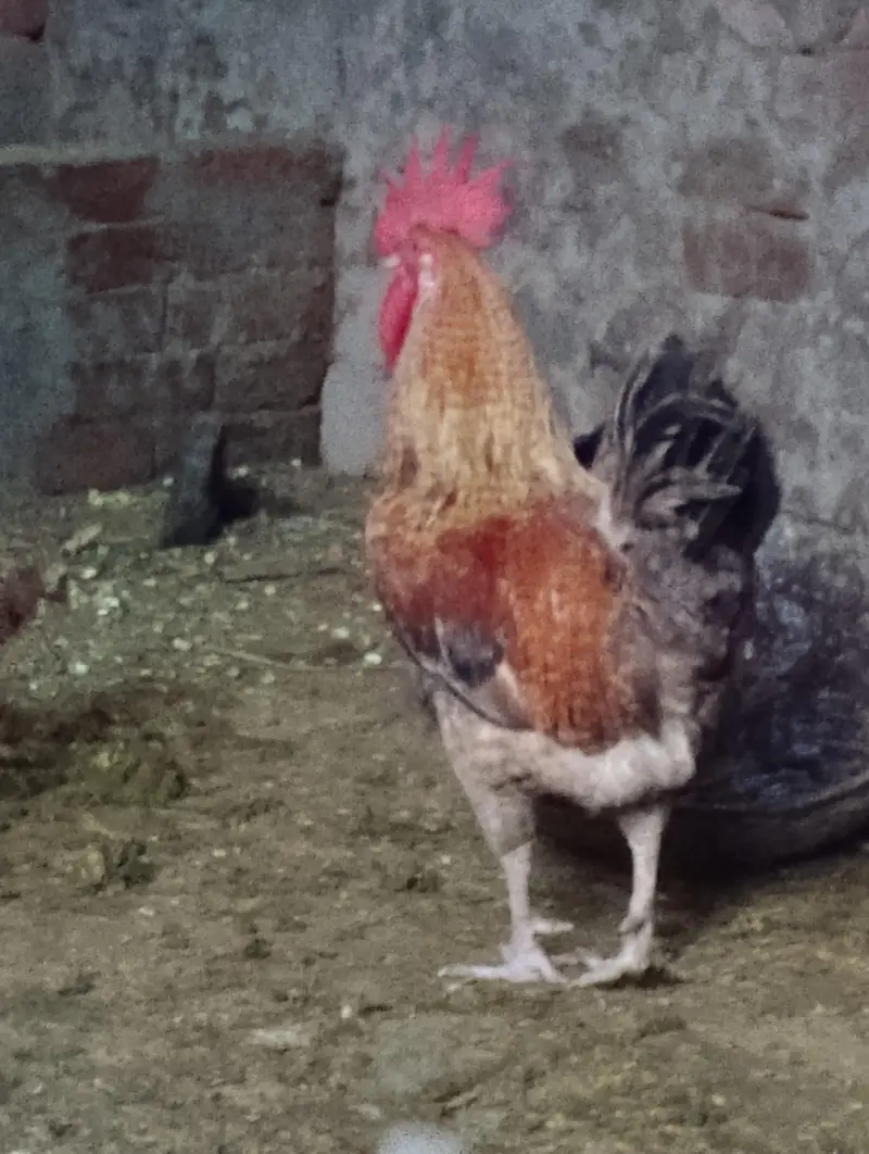 murga for sale contact no(03704704328) — photo 2