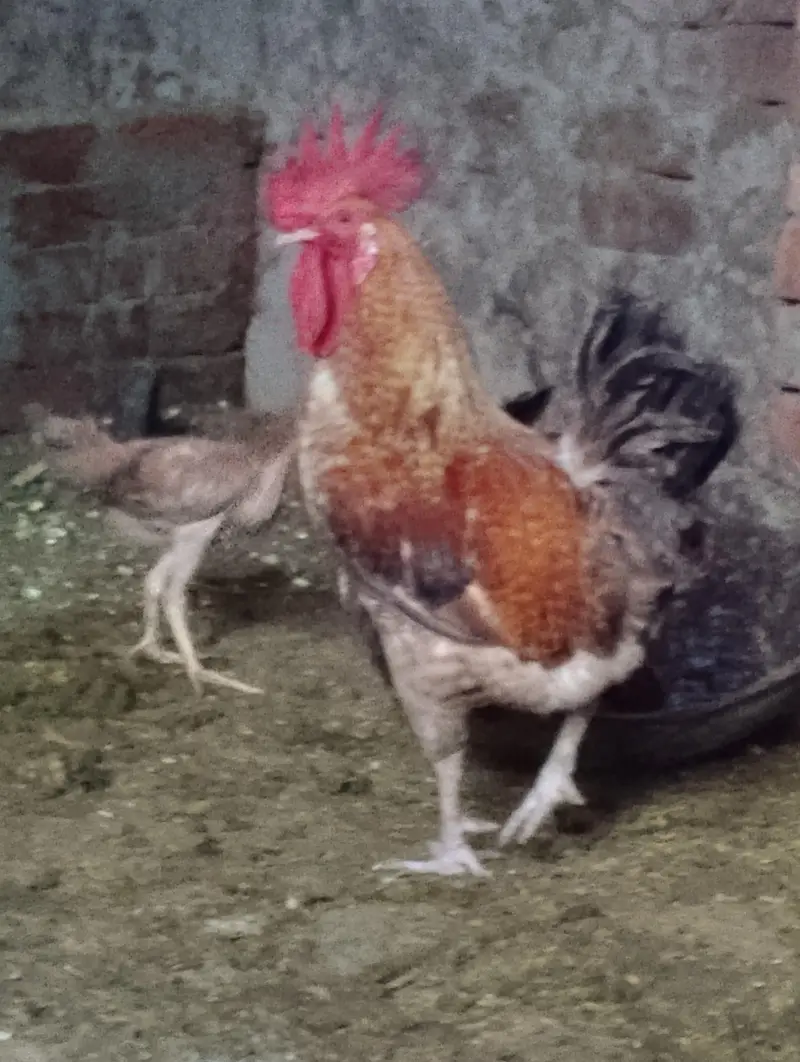 murga for sale contact no(03704704328) — photo 5