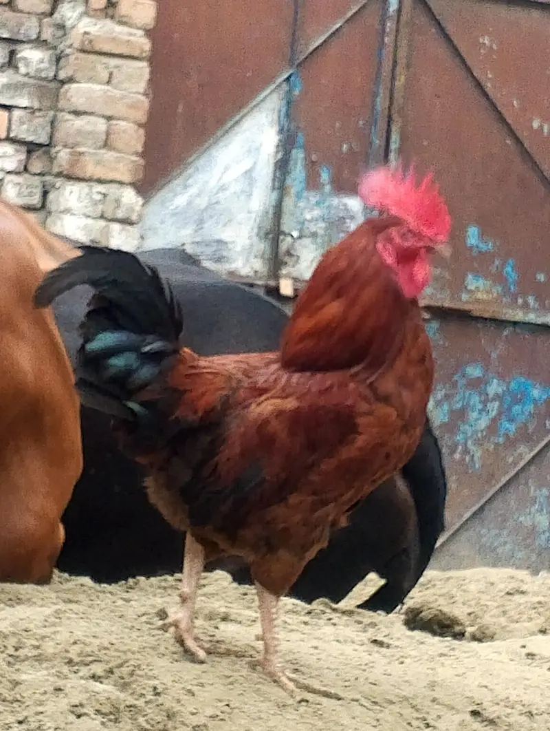 murga for sale contact no(03704704328) — photo 7