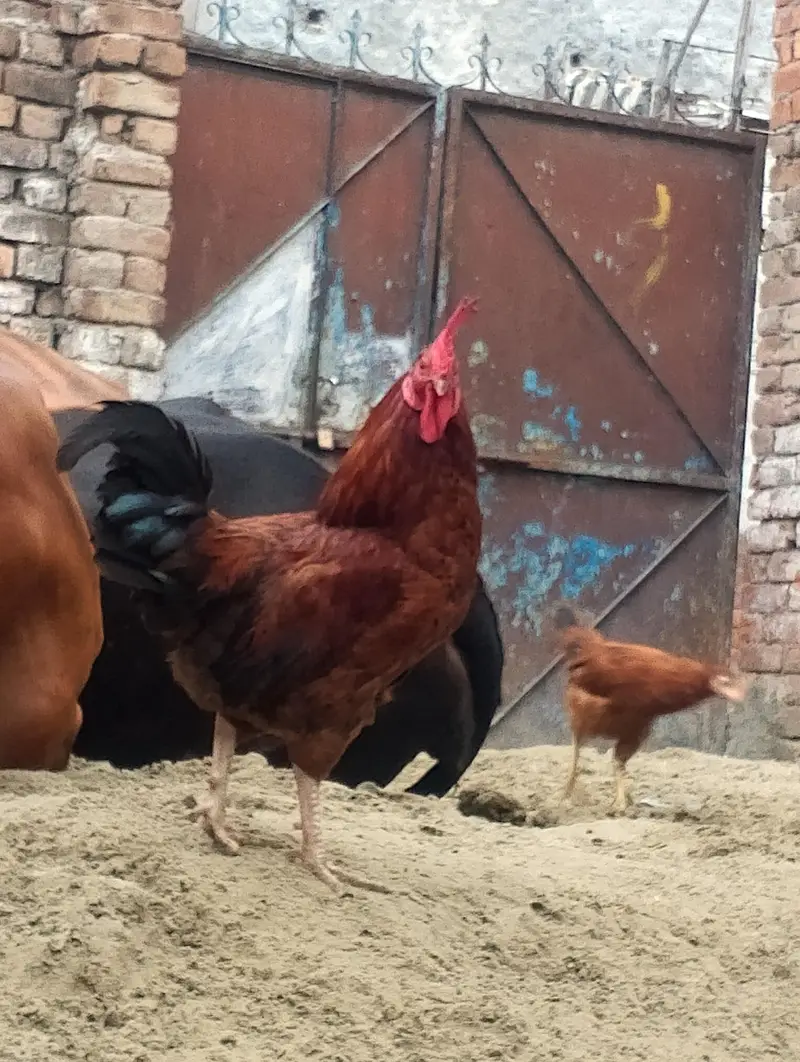 murga for sale contact no(03704704328) — photo 8