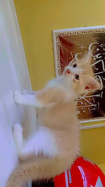 friendly kittens for sale contact 03229347532