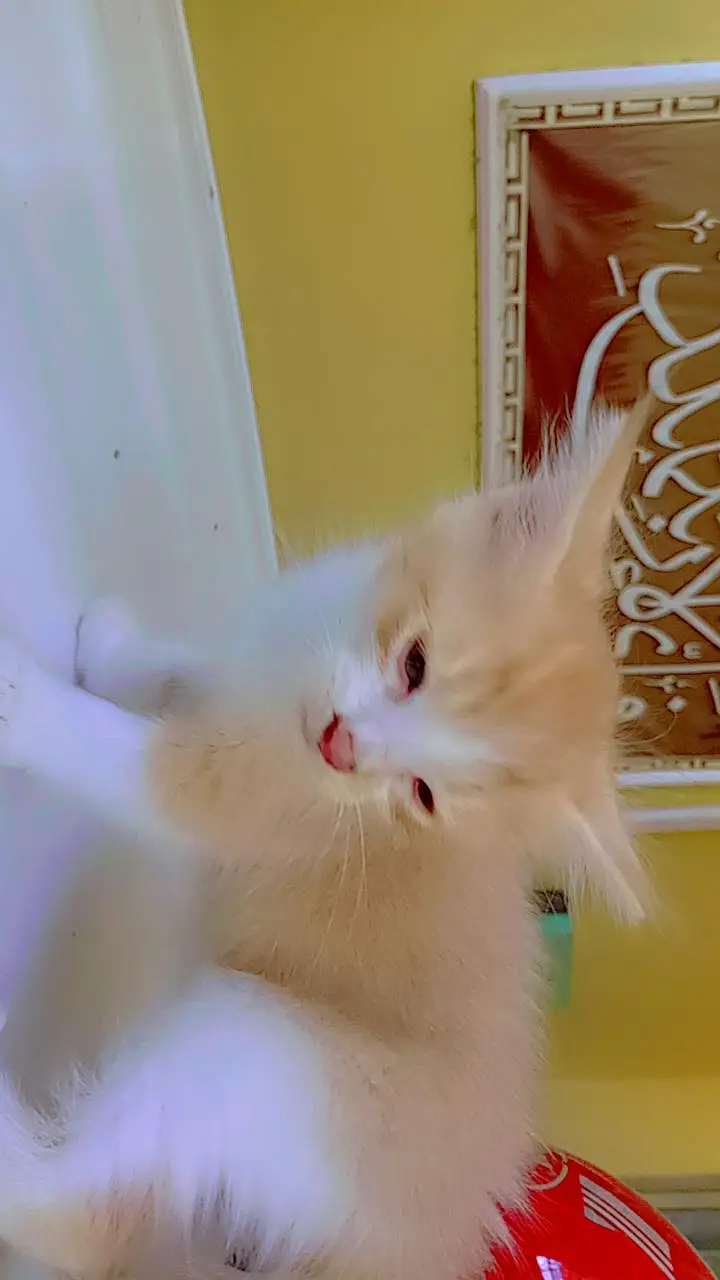 friendly kittens for sale contact 03229347532 — photo 2