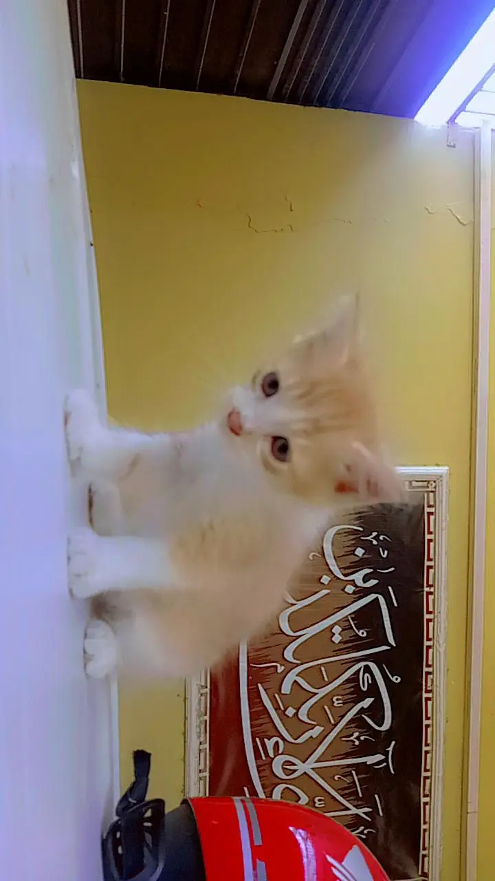 friendly kittens for sale contact 03229347532 — photo 3